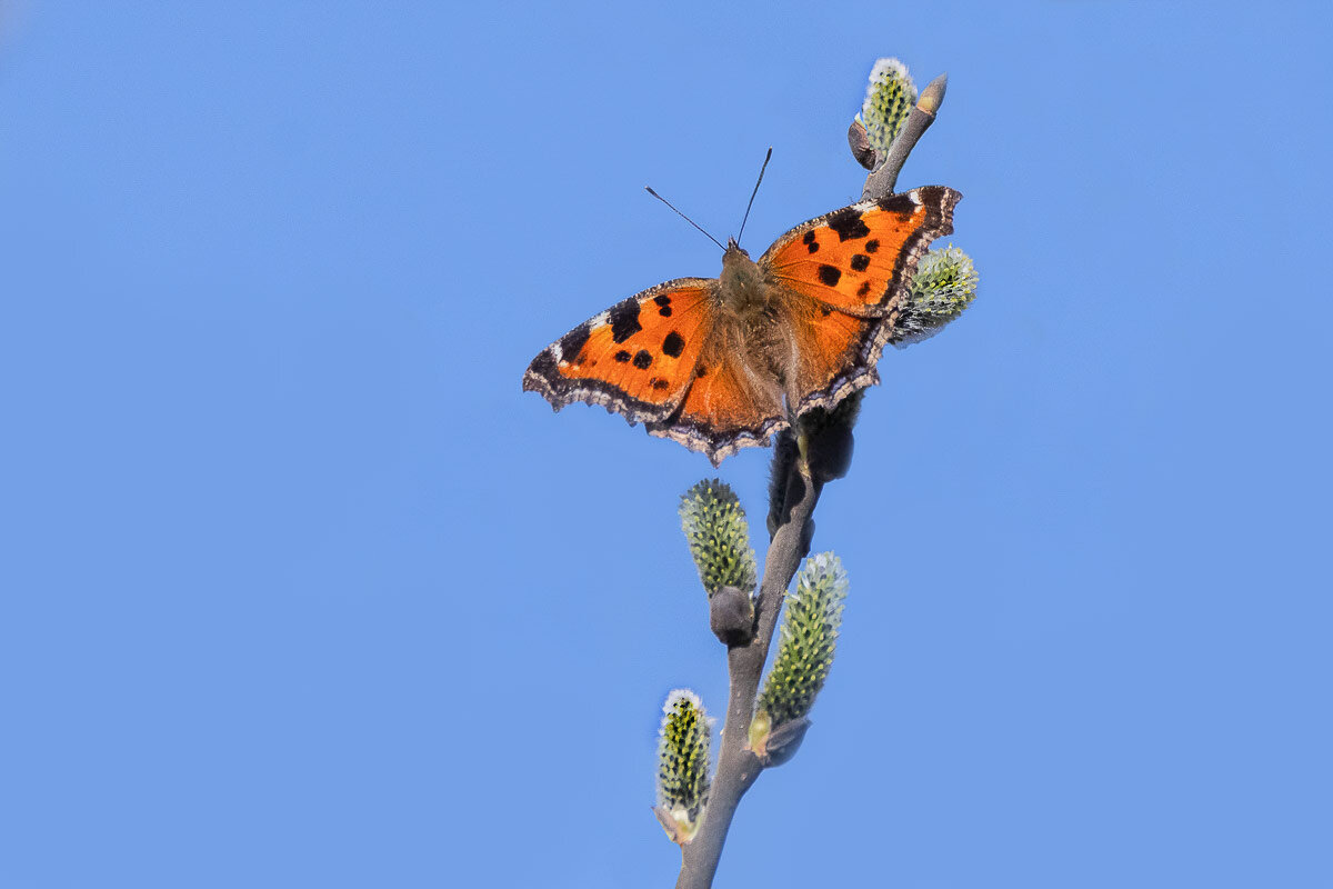 *** - Николай Ловец