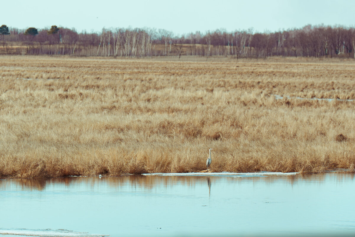 Серая цапля - Виктор Фельдшеров