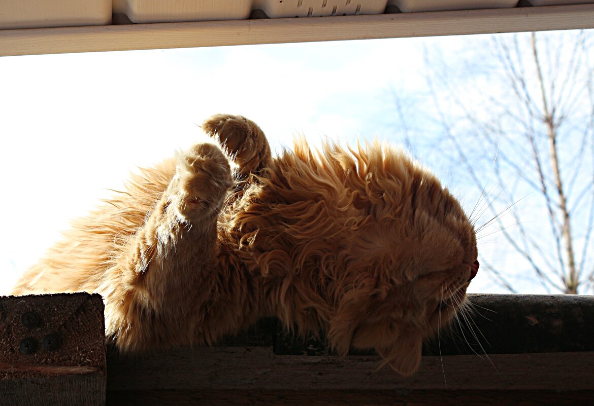 "...небритый, но ласковый Мартовский Кот...")) - Марина "...небритый, но ласковый Мартовский Кот...")) - Марина