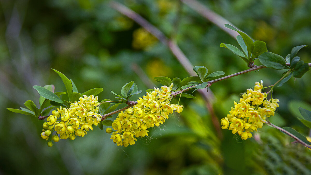 Барбарис обыкновенный - Aleksey Afonin Барбарис обыкновенный - Aleksey Afonin