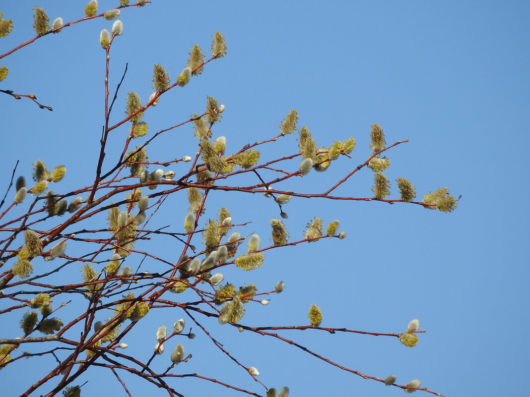 весенние зарисовки - ИННА ПОРОХОВА весенние зарисовки - ИННА ПОРОХОВА