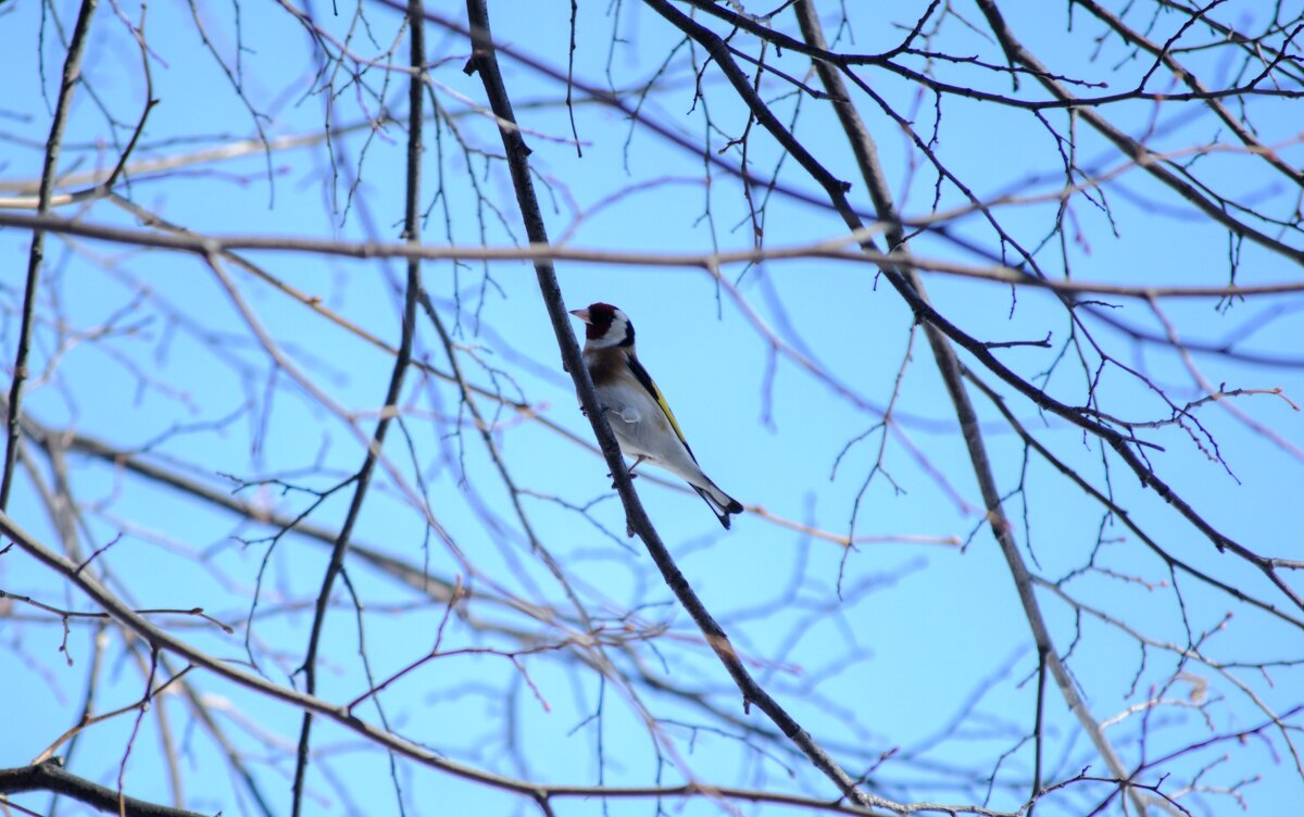 Щегол - Надежда Абрамова