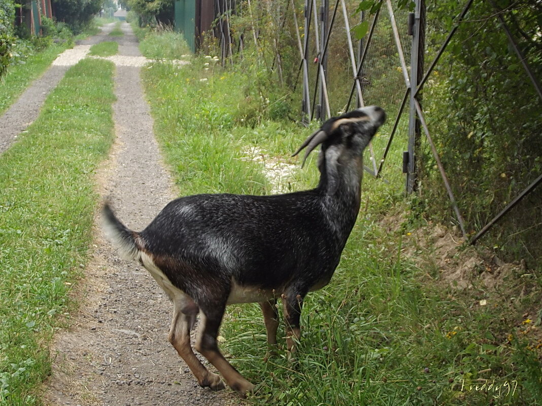 Как бы до вкусной веточки дотянуться? - Freddy 97 Как бы до вкусной веточки дотянуться? - Freddy 97