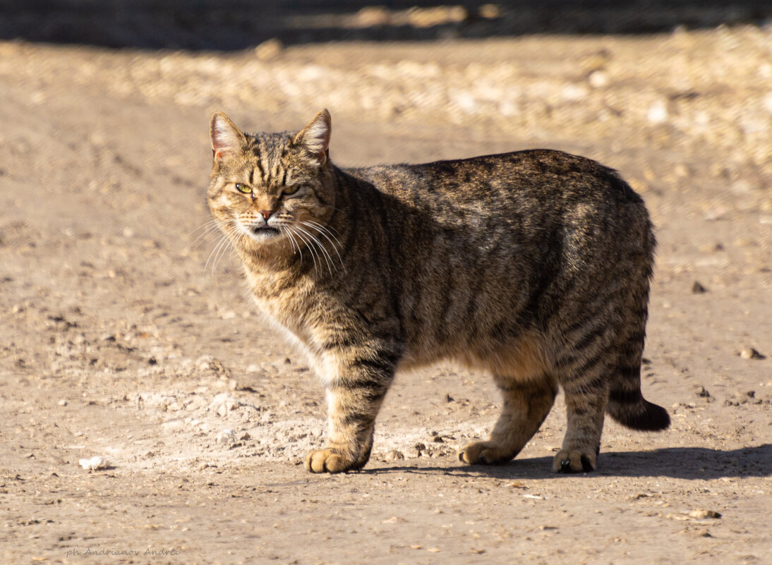 Не в настроении... - Андрей Андрианов Не в настроении... - Андрей Андрианов