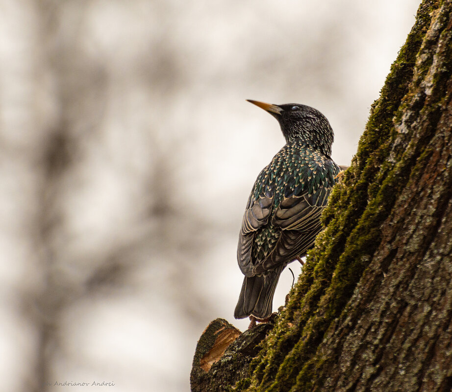 Скворец. - Андрей Андрианов Скворец. - Андрей Андрианов