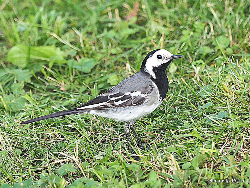 пернатые в городе - Олег Лукьянов