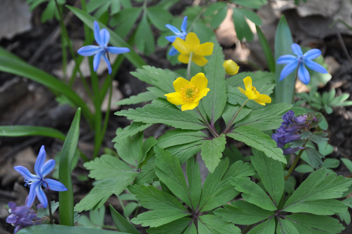 Первоцветы - Татьяна Машошина