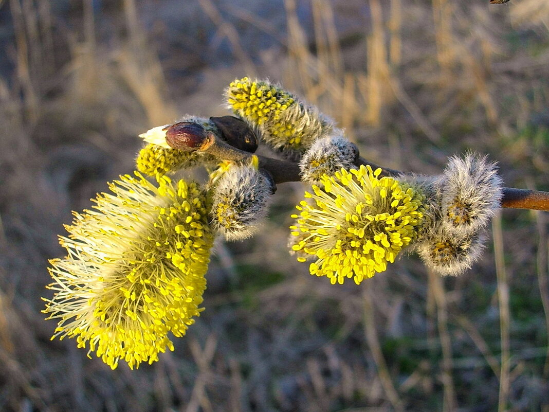 С Вербным Воскресеньем ! - Лия ☼