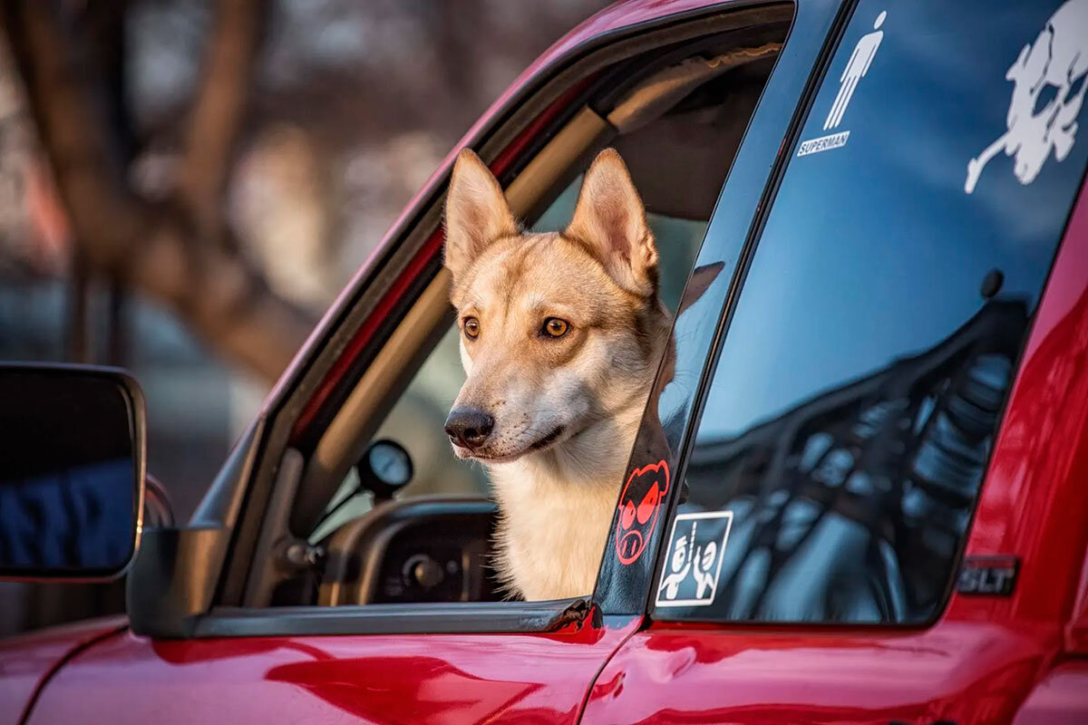 *** - Елена Черненко