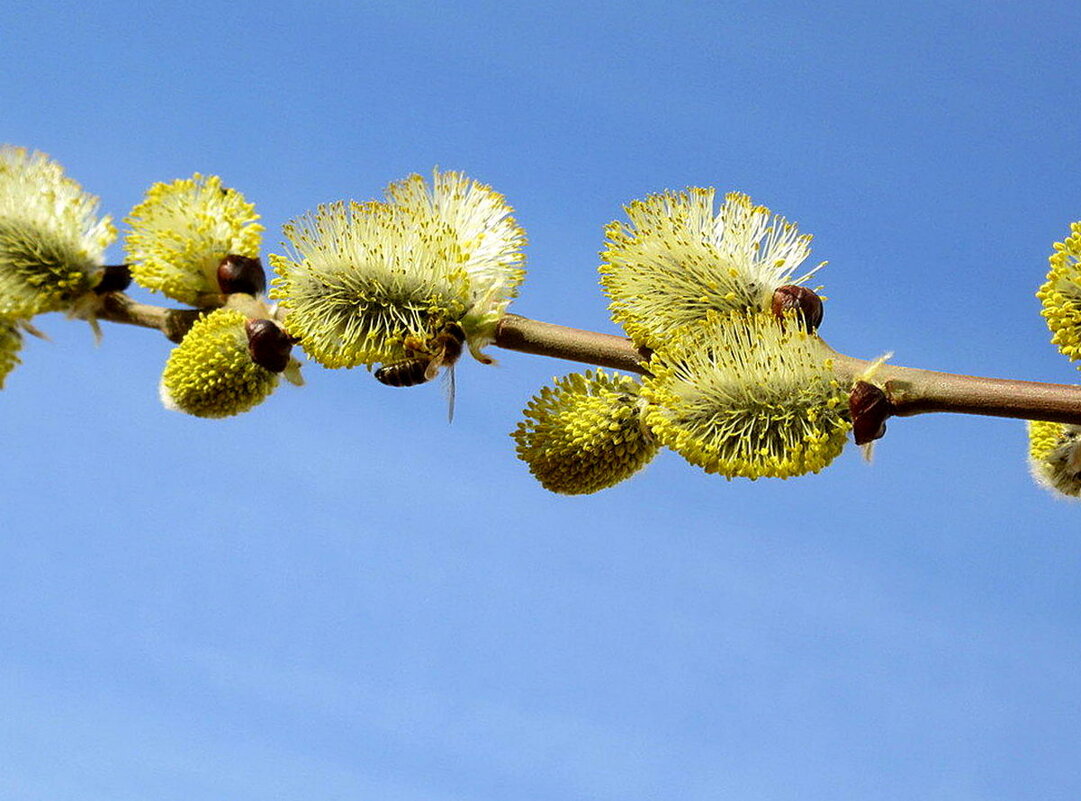 Вербочка к Вербному Воскресенью - Наталья ***