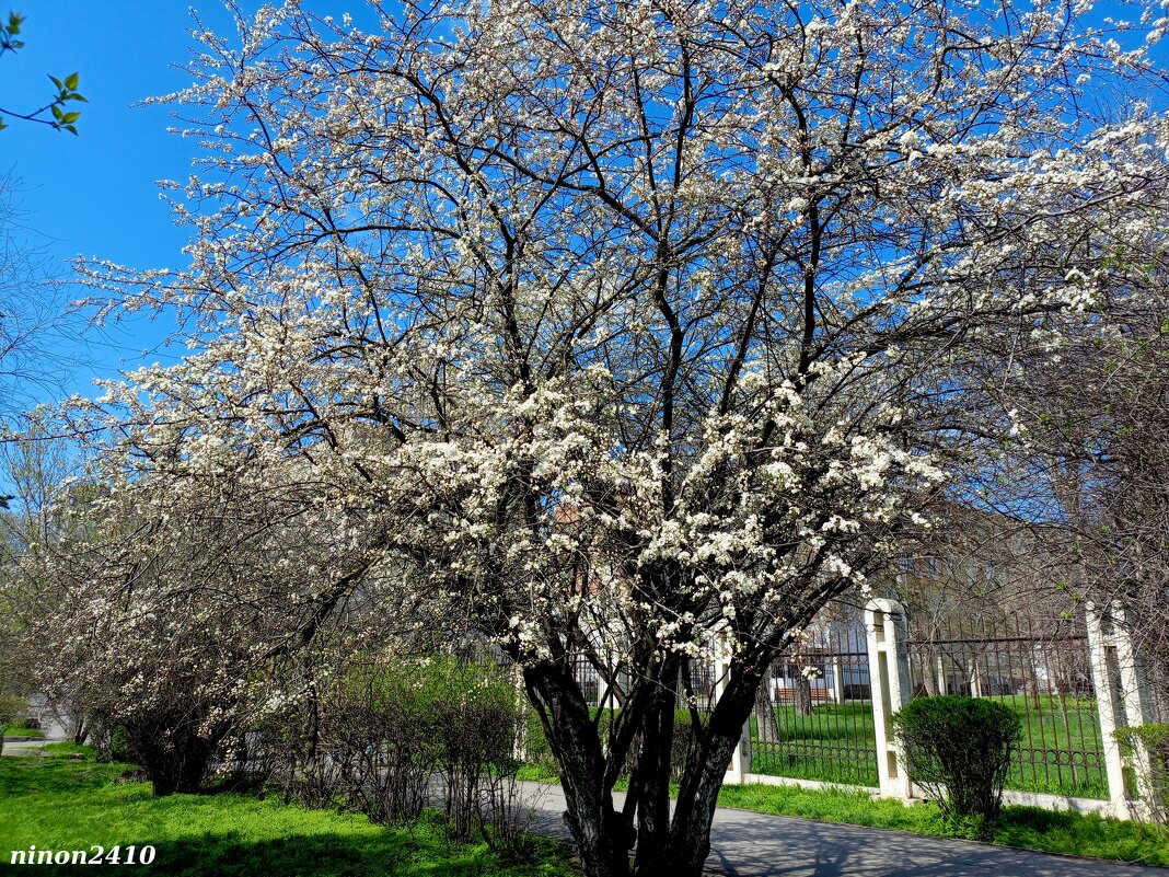 Апрель - Нина Бутко
