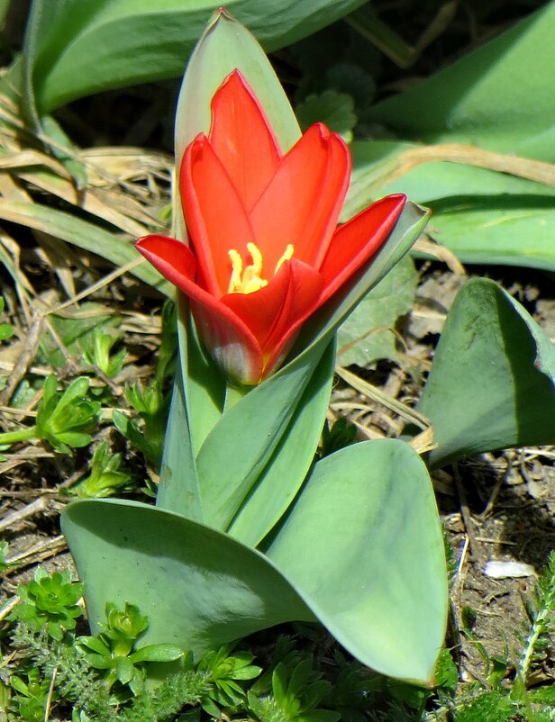 Тюльпан Кауфмана - Александр Чеботарь Тюльпан Кауфмана - Александр Чеботарь