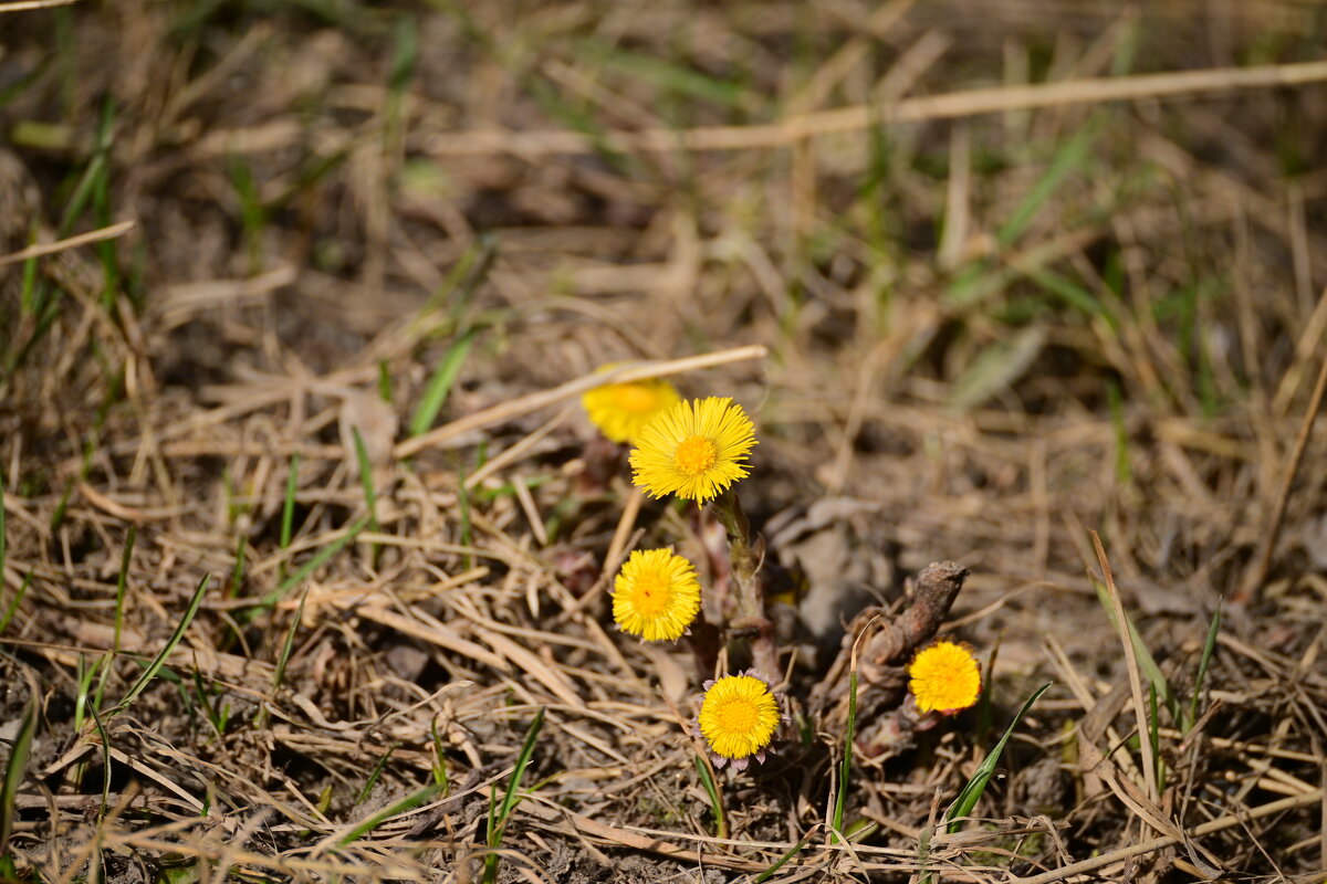 Среди прошлогодней листвы - Владислав Левашов