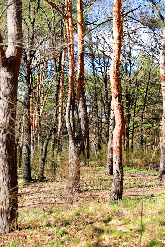 В лесу - Андрей Л. В.