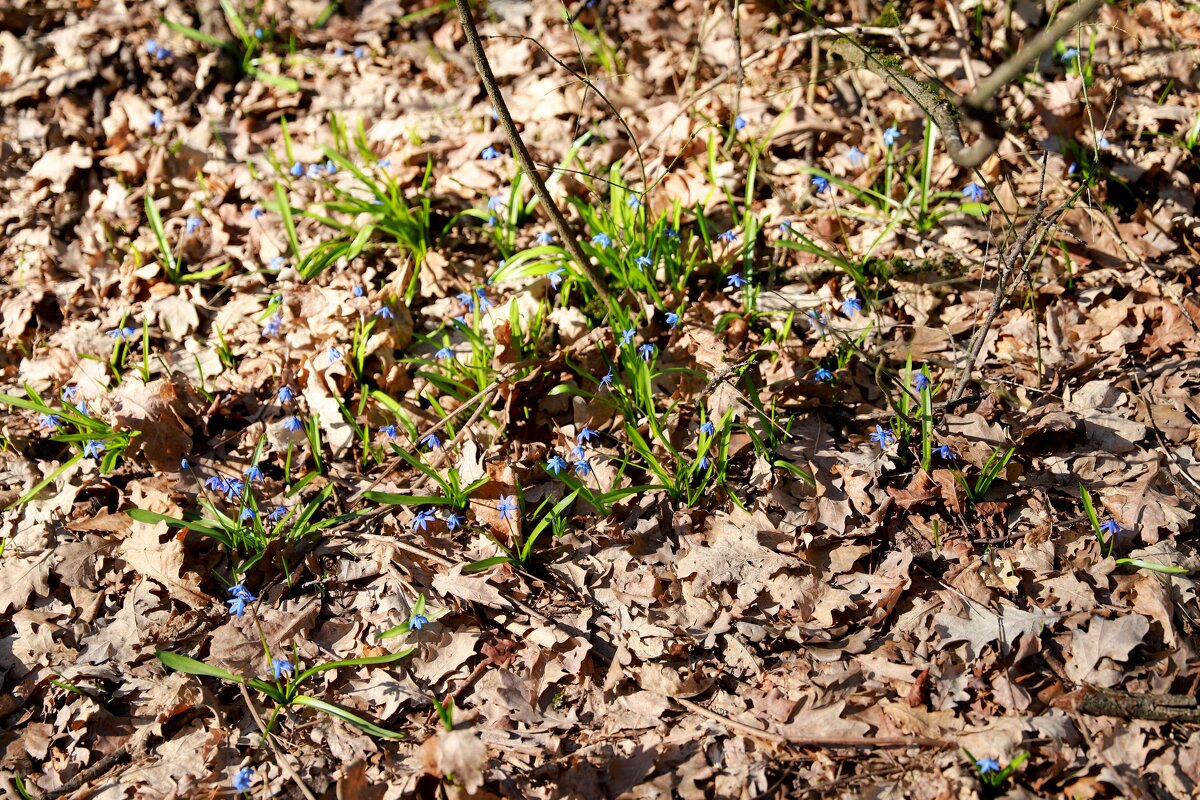 В лесу - Андрей Л. В.