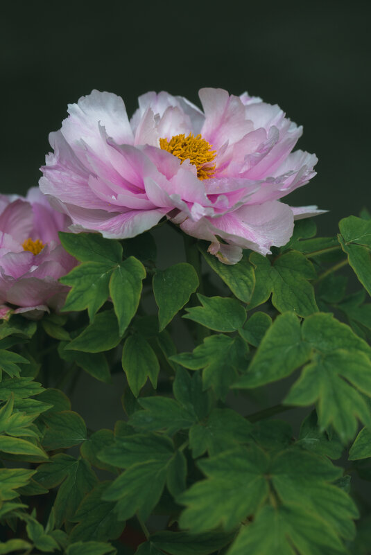 Пионы в городском парке - Дмитрий 