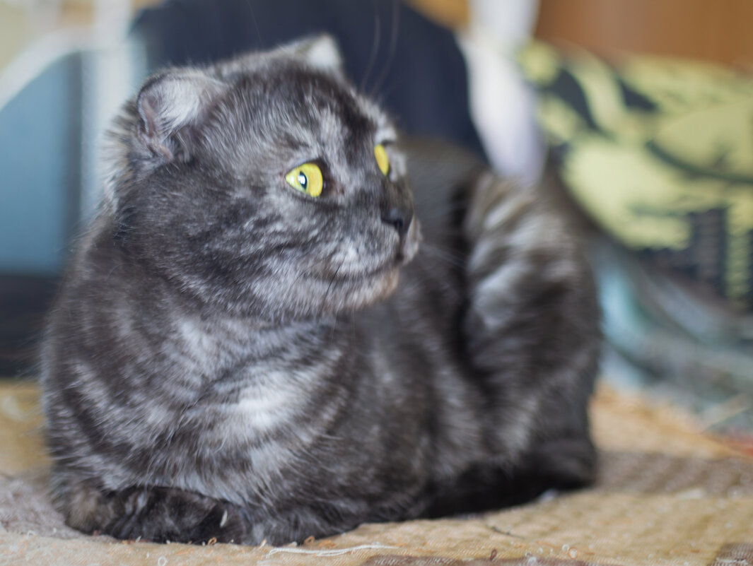 Наша кошка - Игорь Протасов