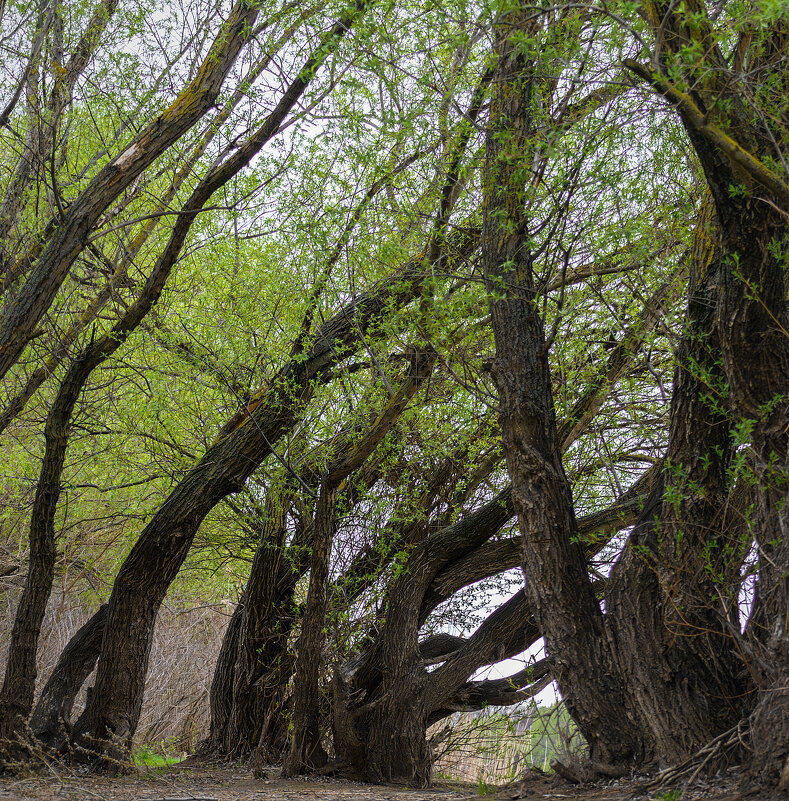 Ивняк - Игорь Протасов