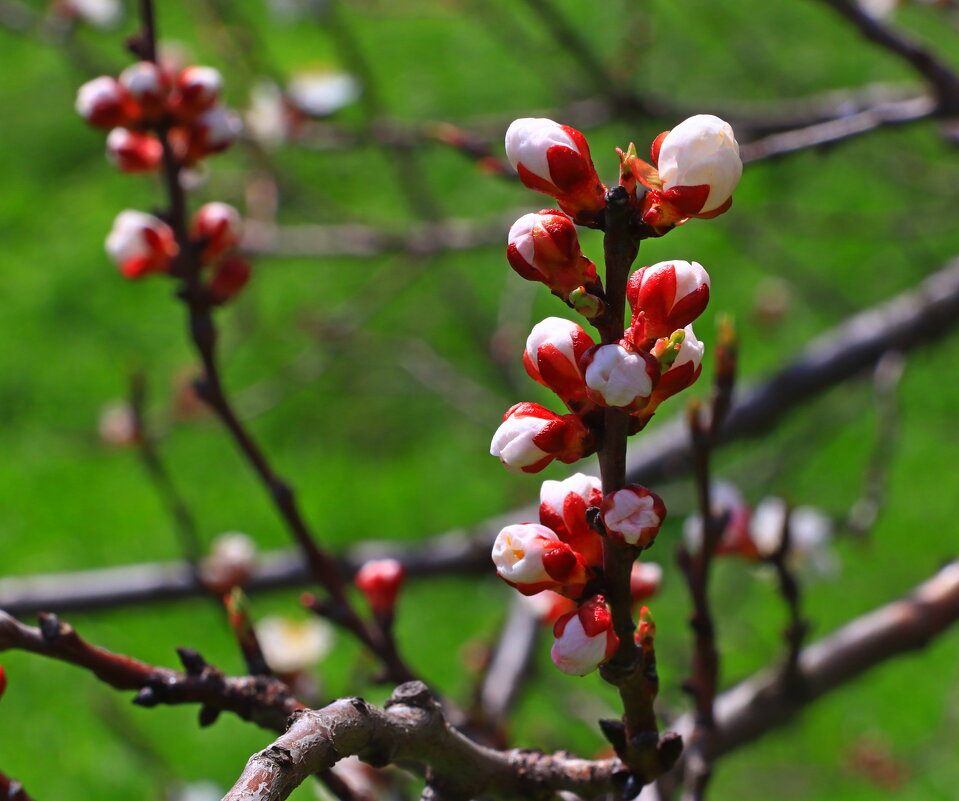 цветение - Игорь Kуленко цветение - Игорь Kуленко
