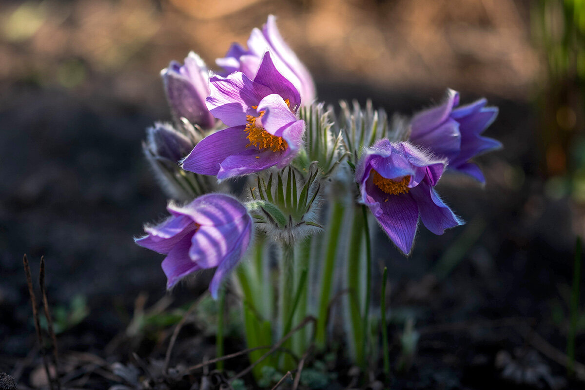 Сон-трава - Елена Ахромеева