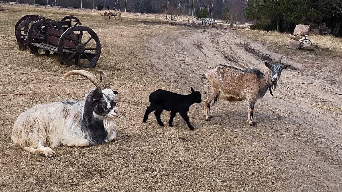 Козочки и козлики. - Ольга 