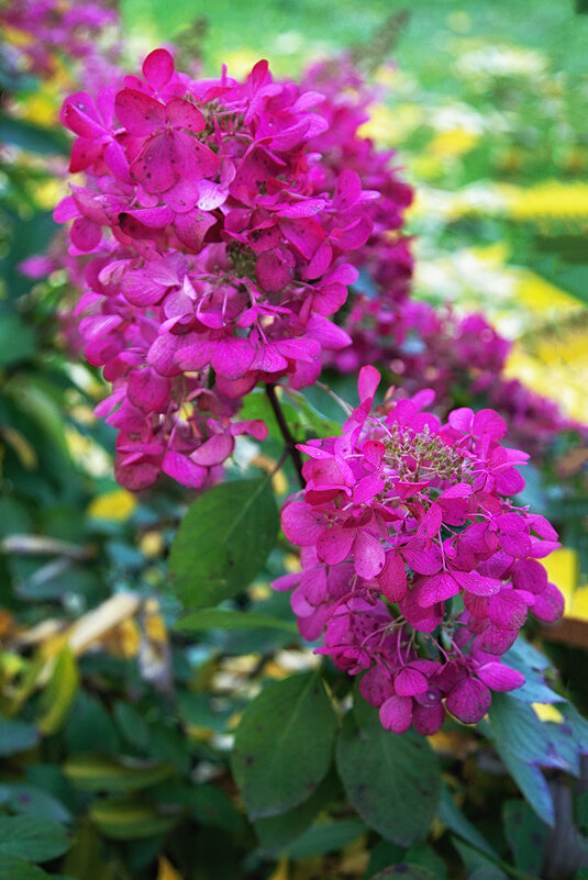 Гортензия. - Лилия *