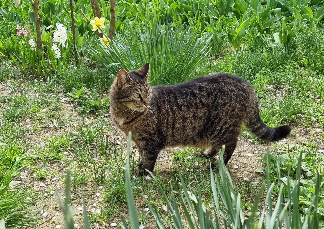 Охота-прогулка :) - Наталья 