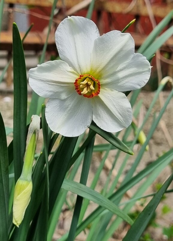 Первый белый - Наталья 