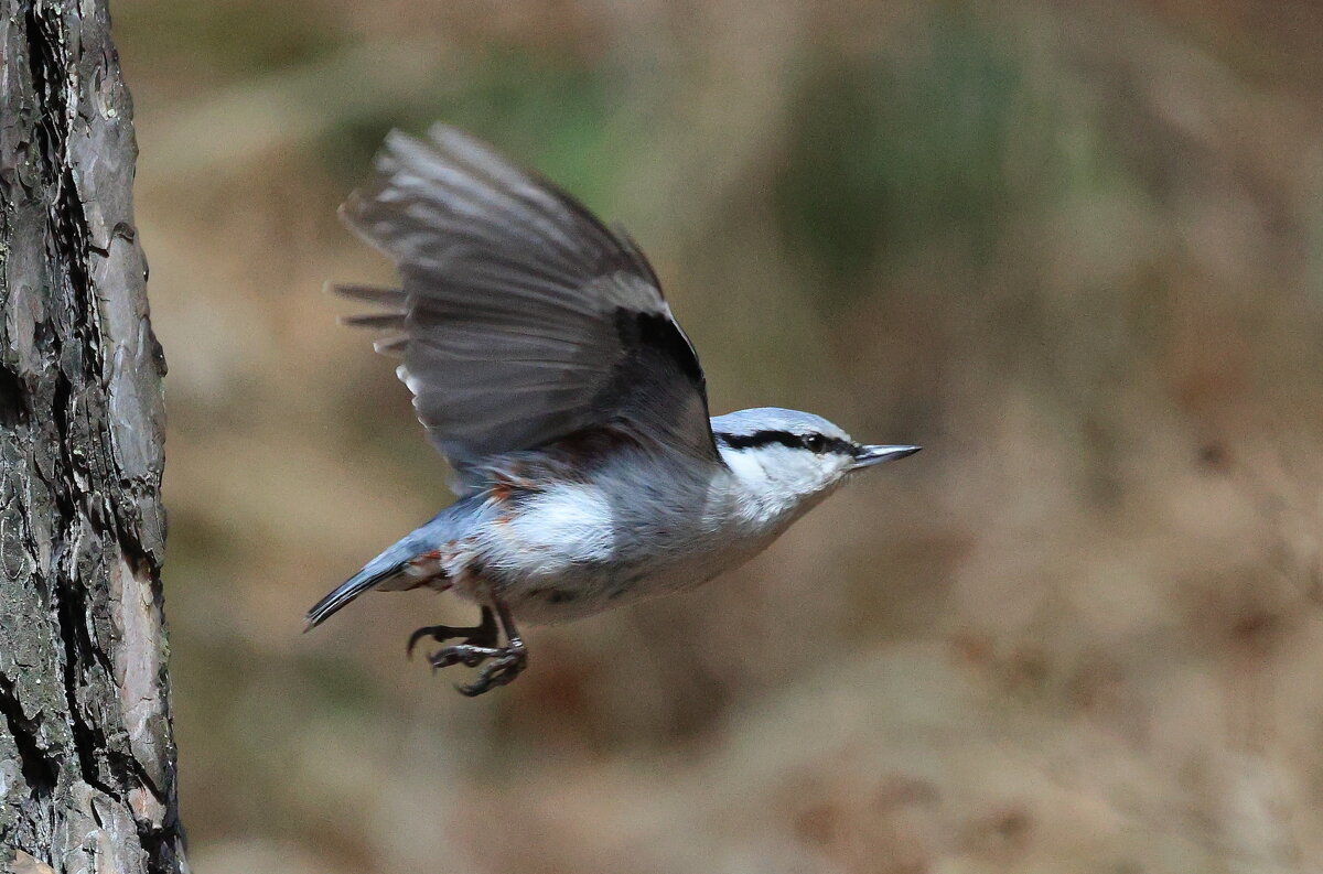 Поползень - Владилен Панченко Поползень - Владилен Панченко