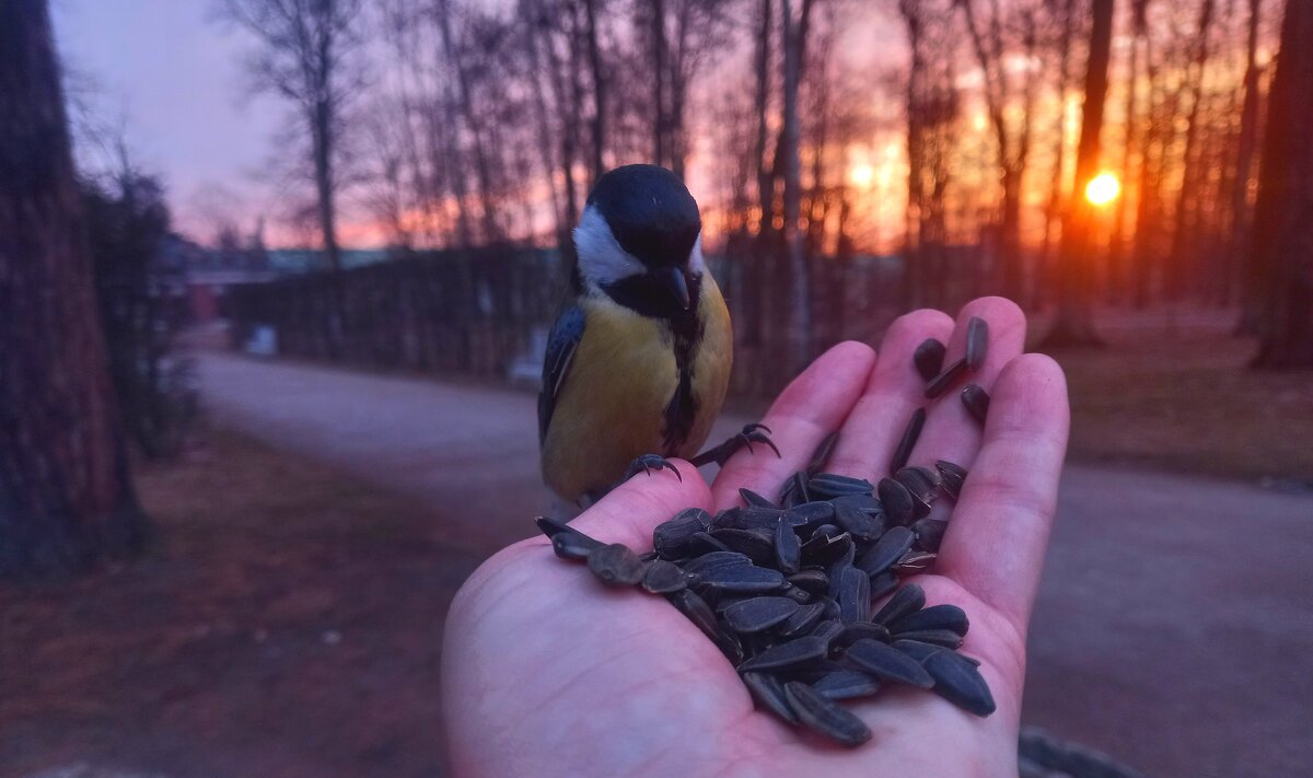 Синица на рассвете - Сапсан Синица на рассвете - Сапсан