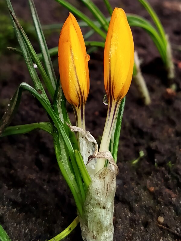 Крокусы - светлана льдокова