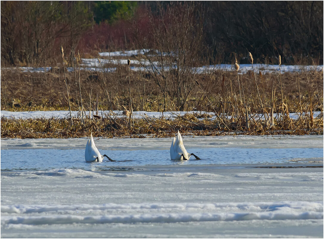 Синхронное плавание - Валентин Котляров