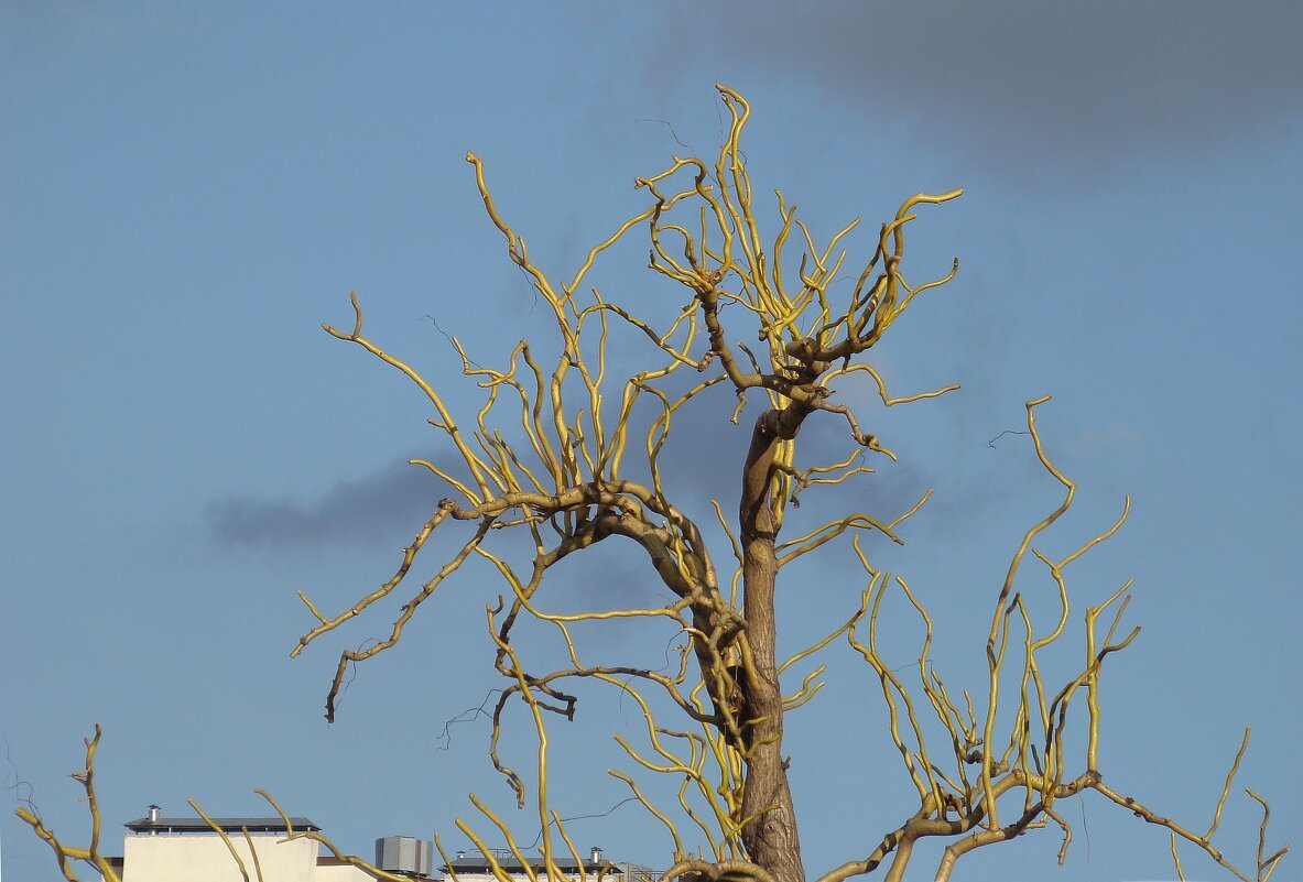 "Всего и надо, что вглядеться..." Ю.Левитанский - Syntaxist (Светлана)