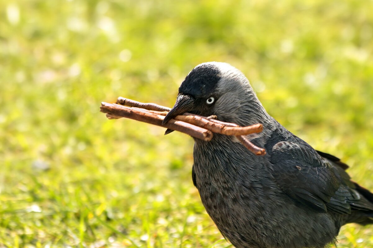 В хозяйстве всё пригодится. - Татьяна Бравая В хозяйстве всё пригодится. - Татьяна Бравая