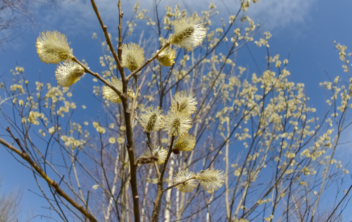 ... - Николай 