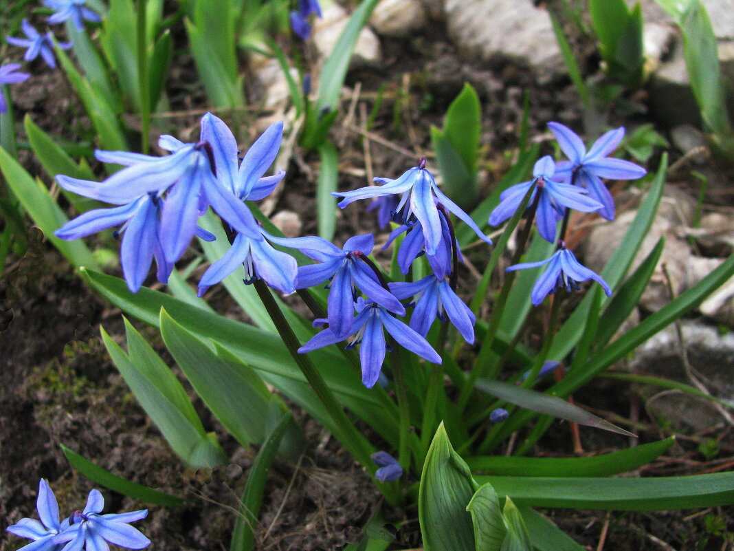 Нежное цветение - Людмила Смородинская