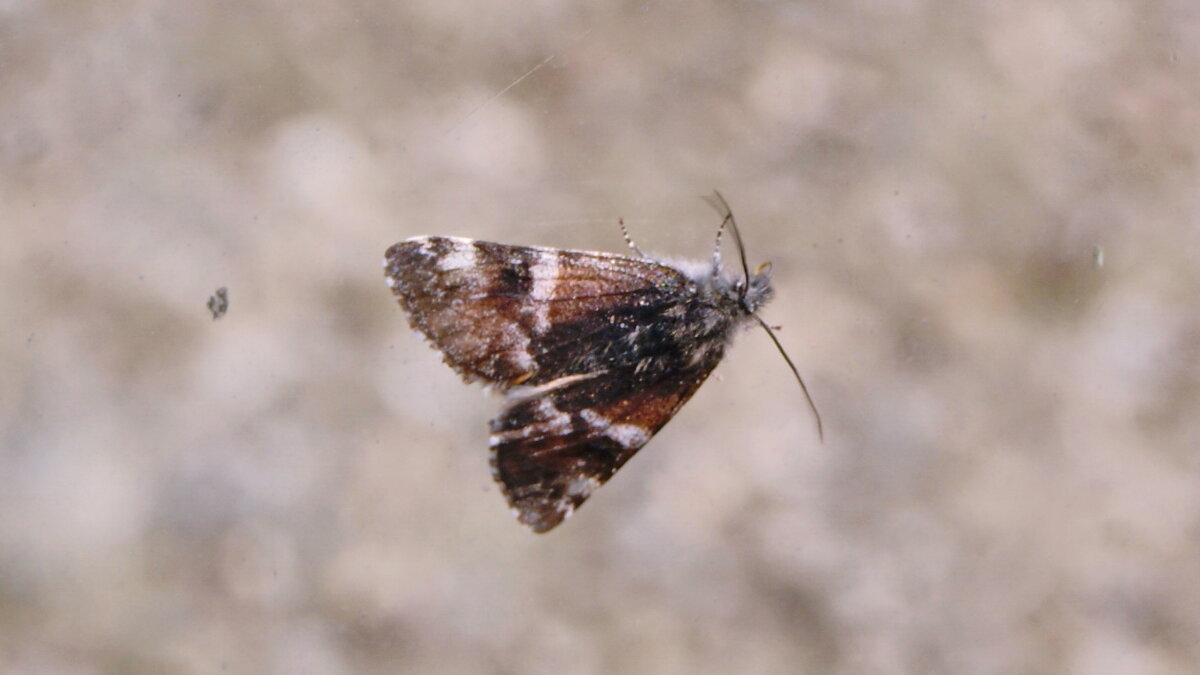 Первая бабочка. - сергей ермошкин