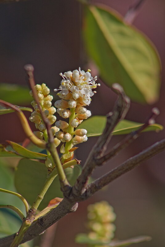 Лавровишня - Giant Tao /