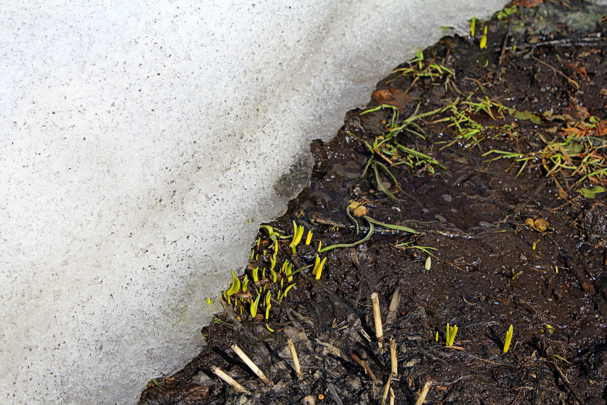 И всё-таки весна наступает! - Татьяна Лютаева
