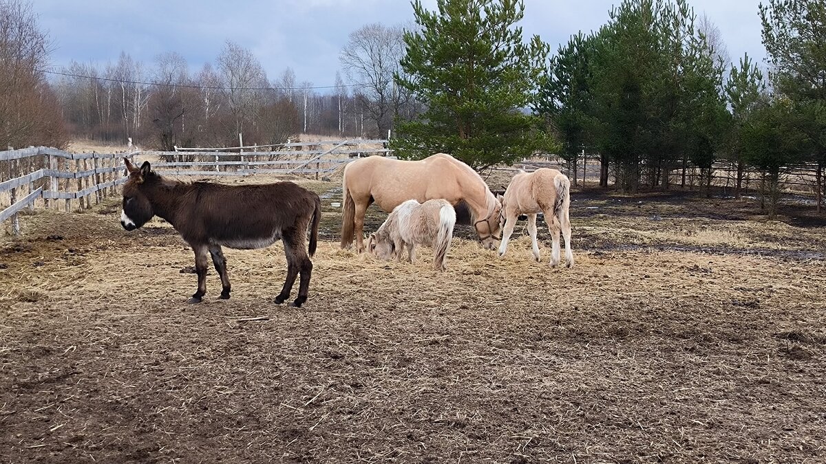 Грустный ослик. - Ольга 