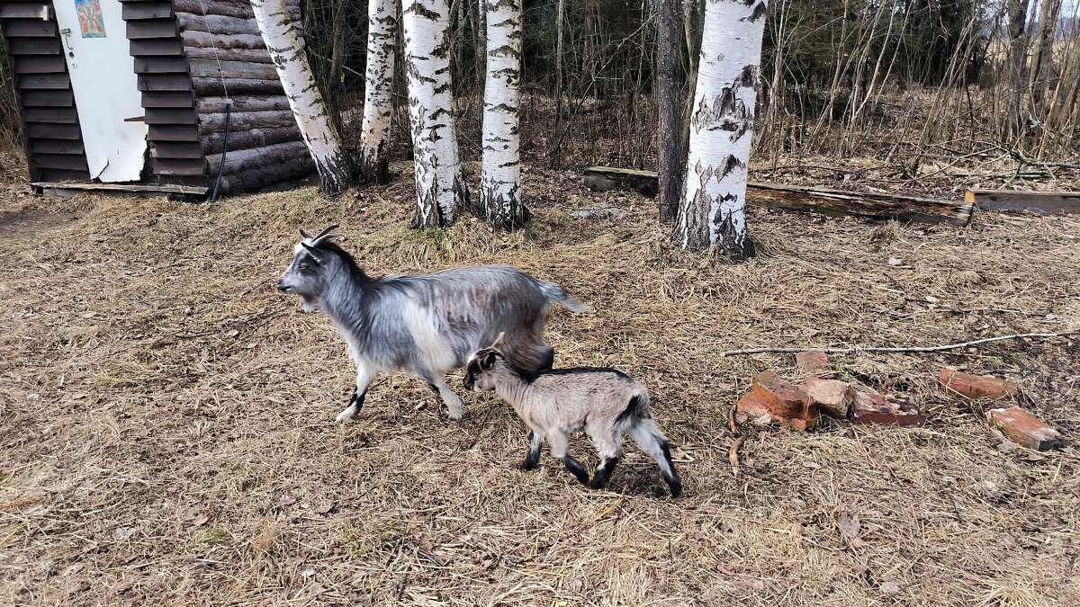В Яви Нави. - Ольга 