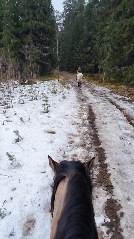 Апрель в лесу. - Ольга 