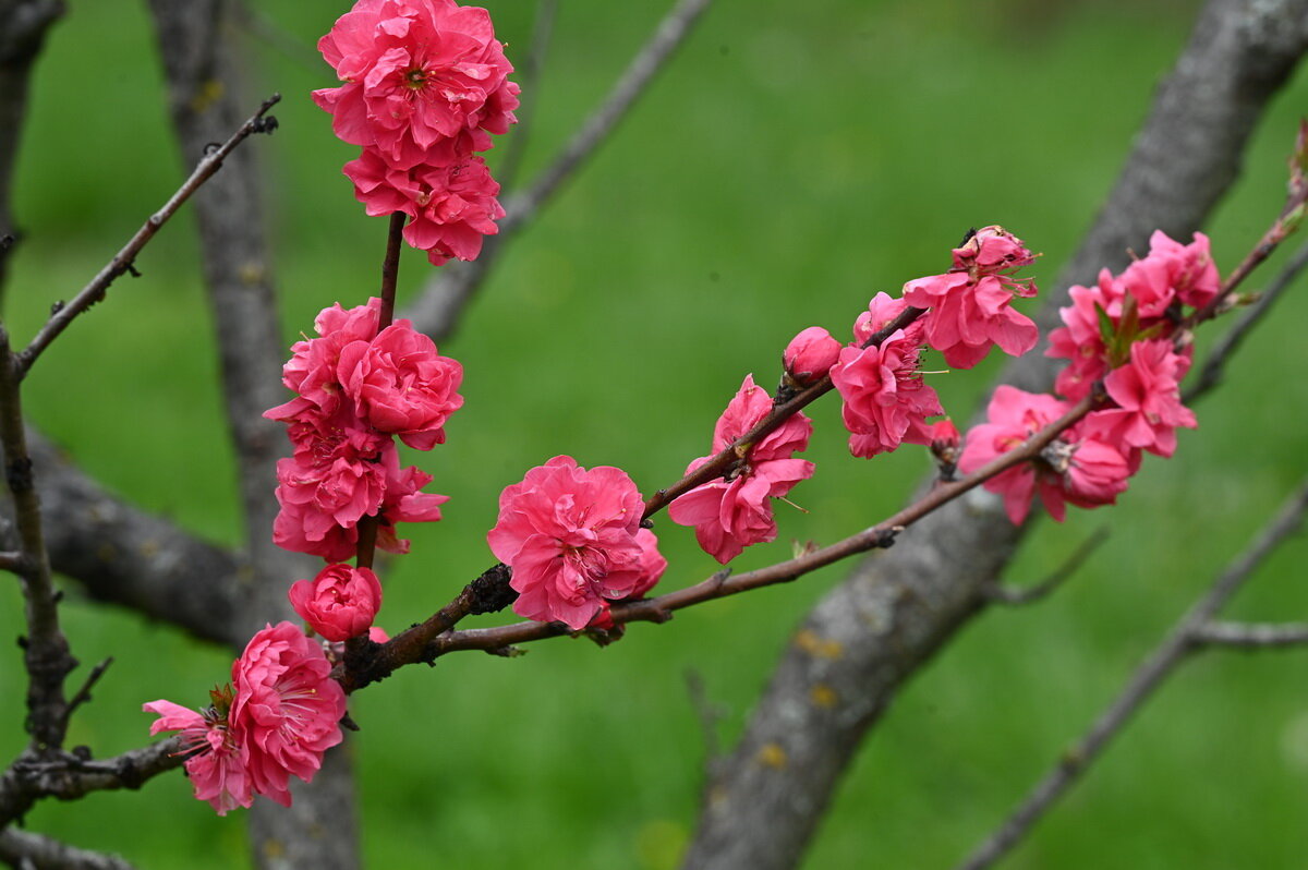 *** - Николай Саржанов