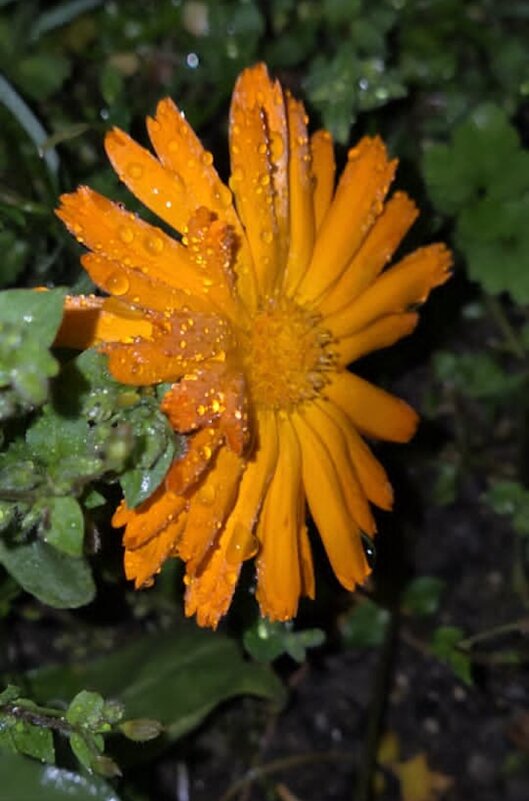 НОГОТОК - Tata Wolf