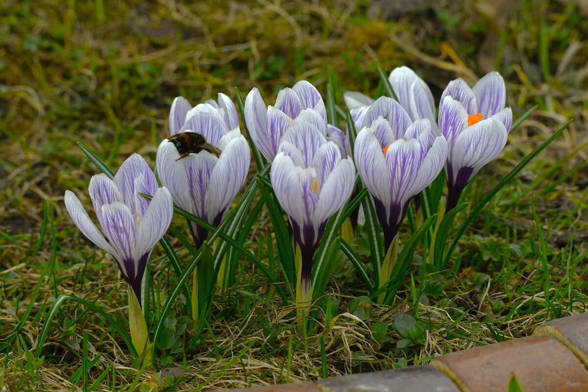Крокусы - Константин Анисимов Крокусы - Константин Анисимов