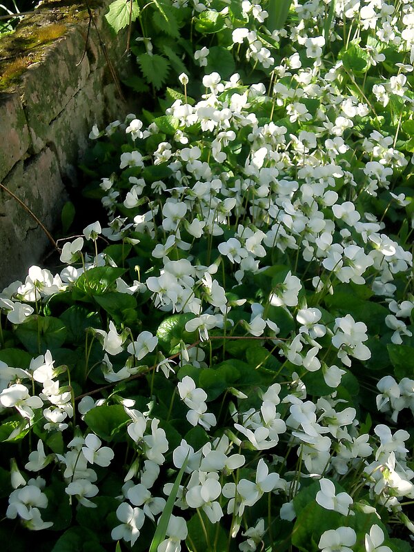 Весна пришла - Роман Савоцкий