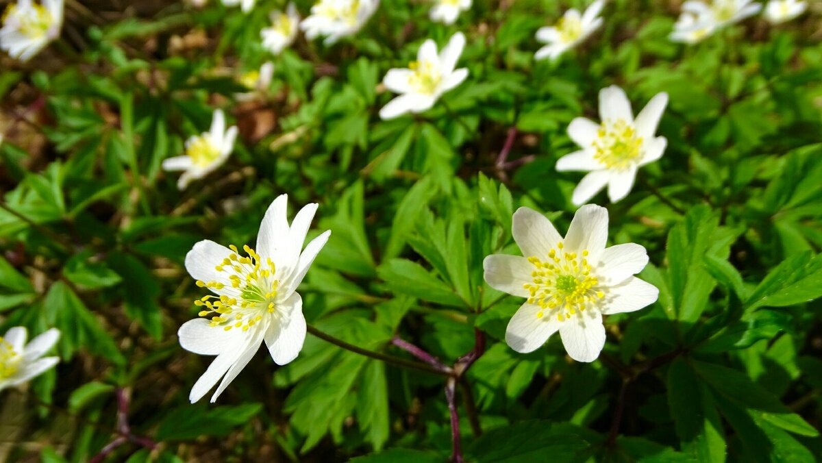 Ветреницы - Милешкин Владимир Алексеевич 