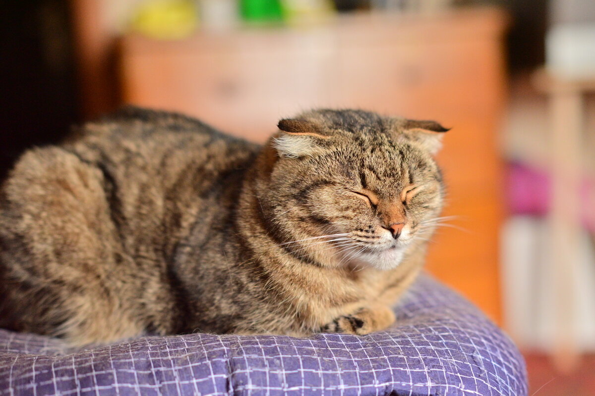 Дневной сон - Владислав Левашов