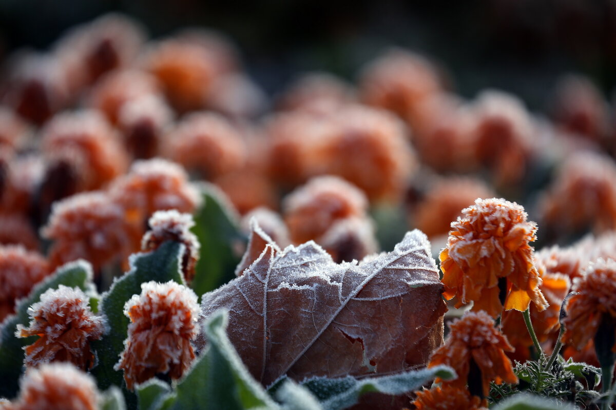 ВДНХ 1 октября - Михаил Бибичков ВДНХ 1 октября - Михаил Бибичков
