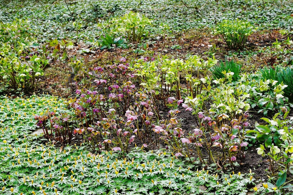 Морозник - Рита Симонова